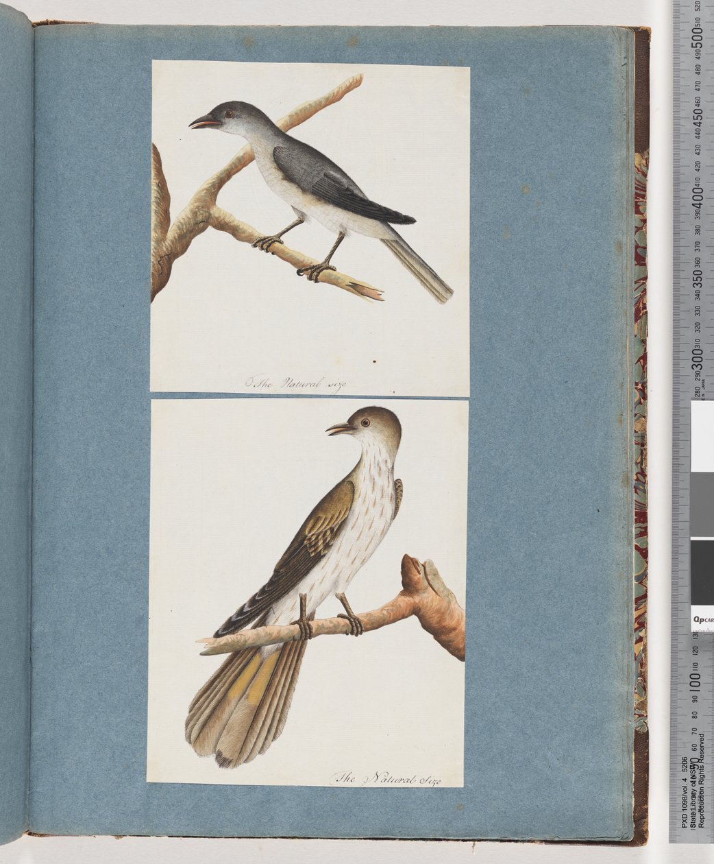 Page 127. Oiseau non identifié. 128. Oiseau non identifié - Unknown artist