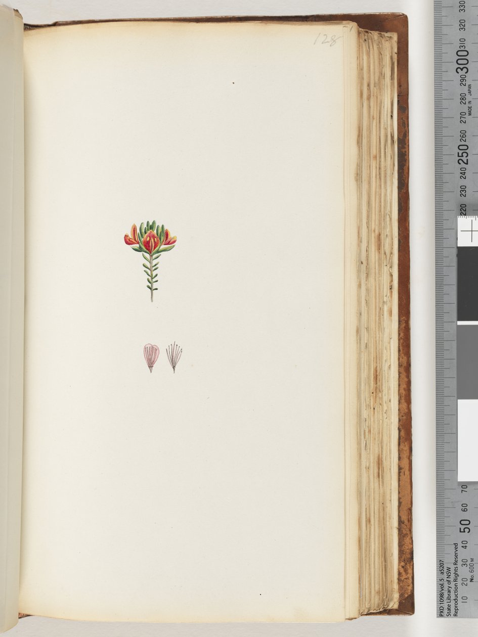 Page 128. Plante non identifiée - Unknown artist