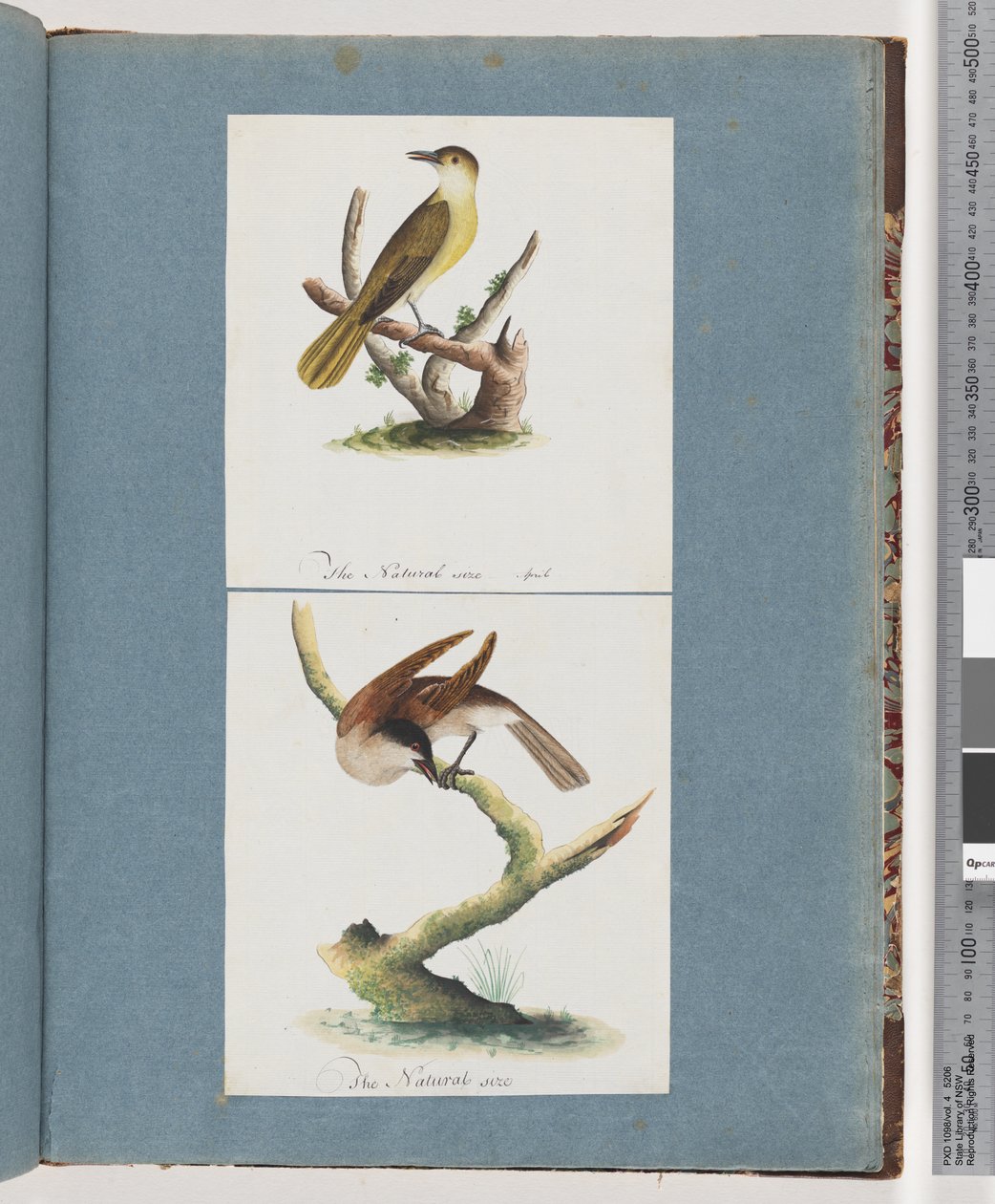Page 129. Oiseau non identifié. 130. Oiseau non identifié - Unknown artist