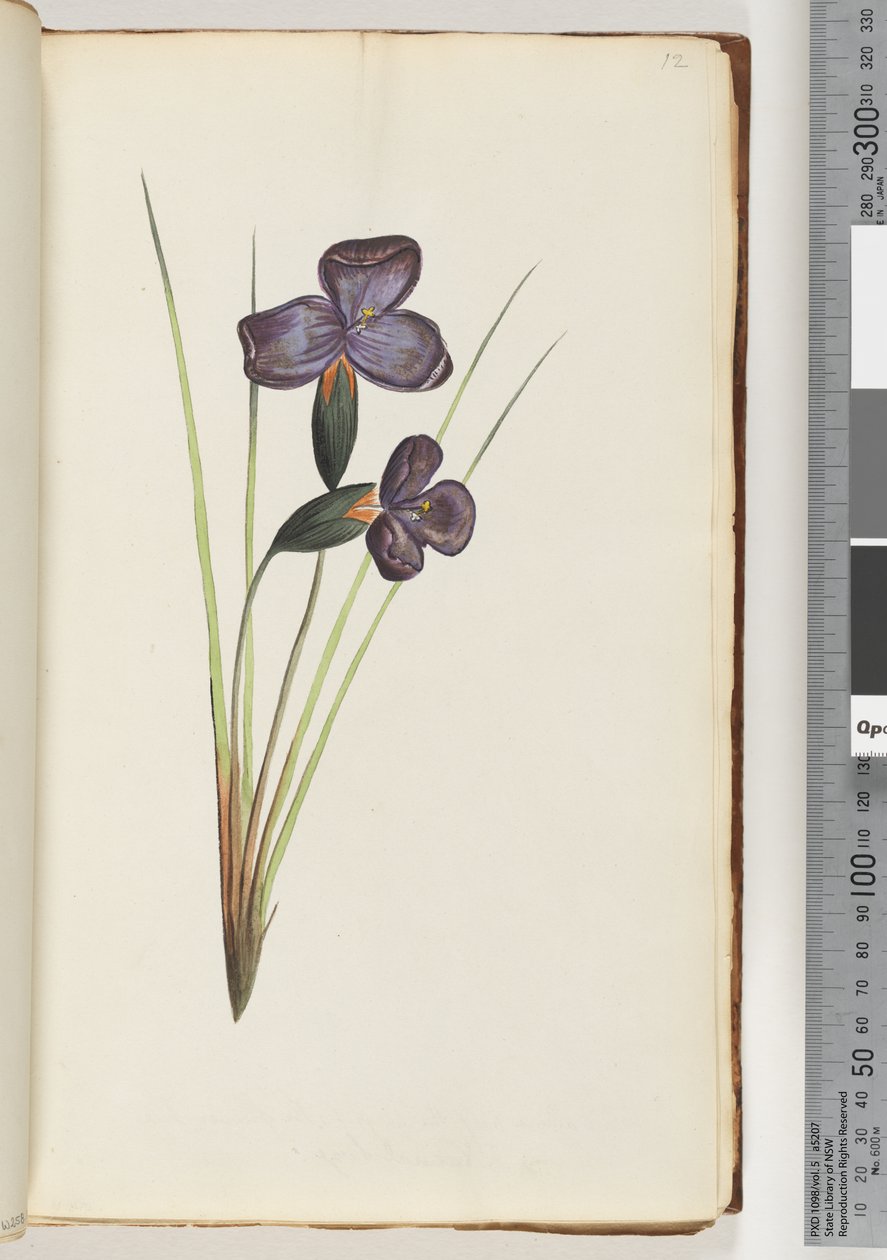 Page 12. Plante non identifiée - Unknown artist
