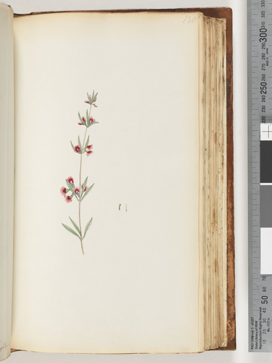 Page 130. Plante non identifiée - Unknown artist