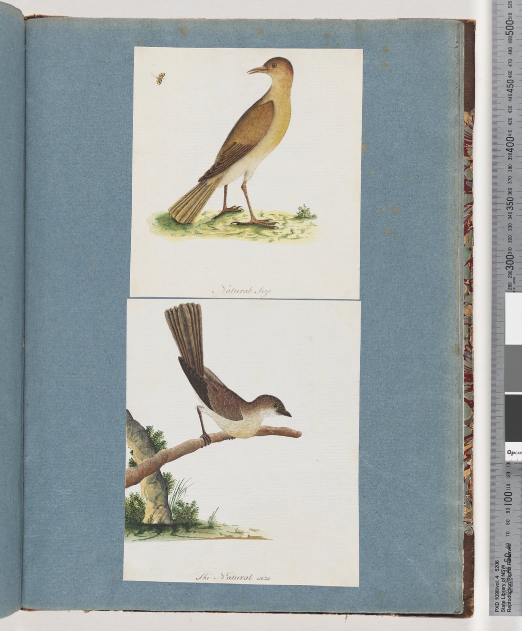 Page 131. Oiseau non identifié. 132. Oiseau non identifié - Unknown artist