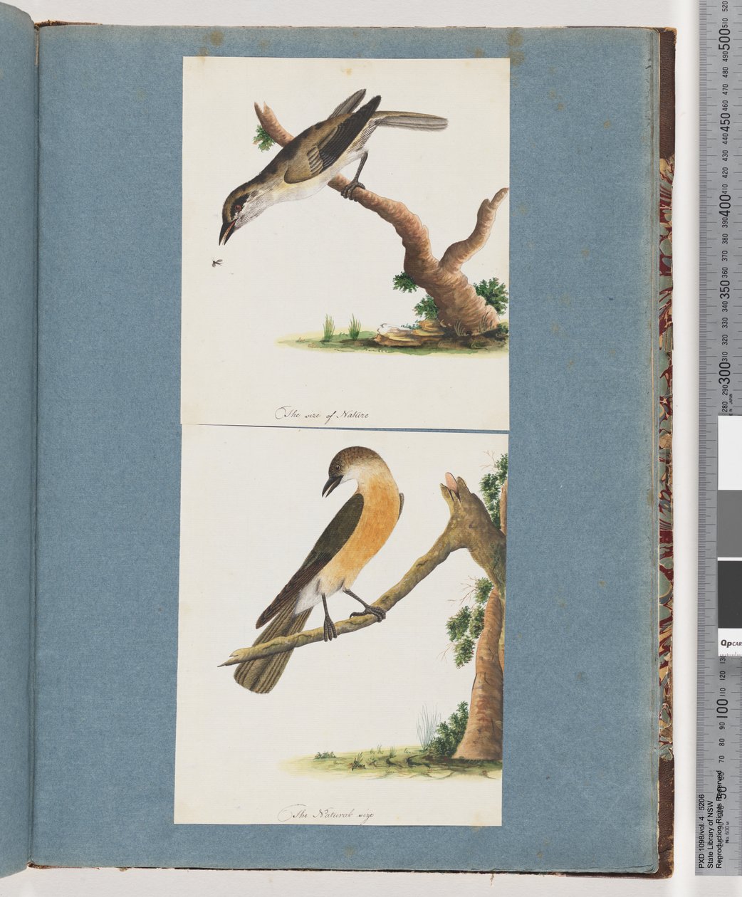 Page 133. Oiseau non identifié. 134. Oiseau non identifié - Unknown artist