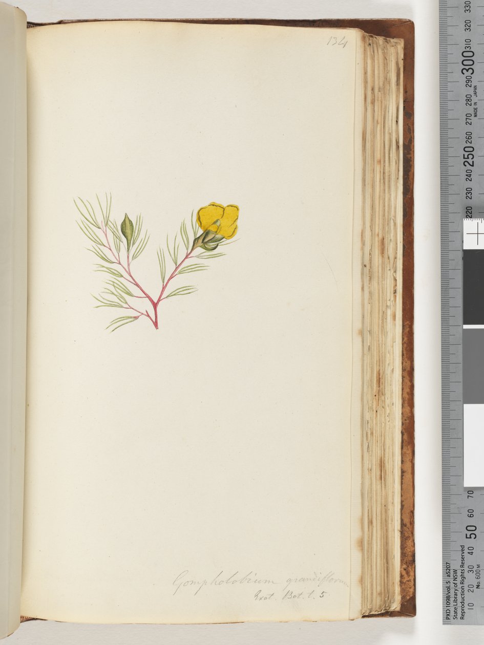 Page 134. Gompholobium grandiflorum / Exot. Bot. t. 5 - Unknown artist