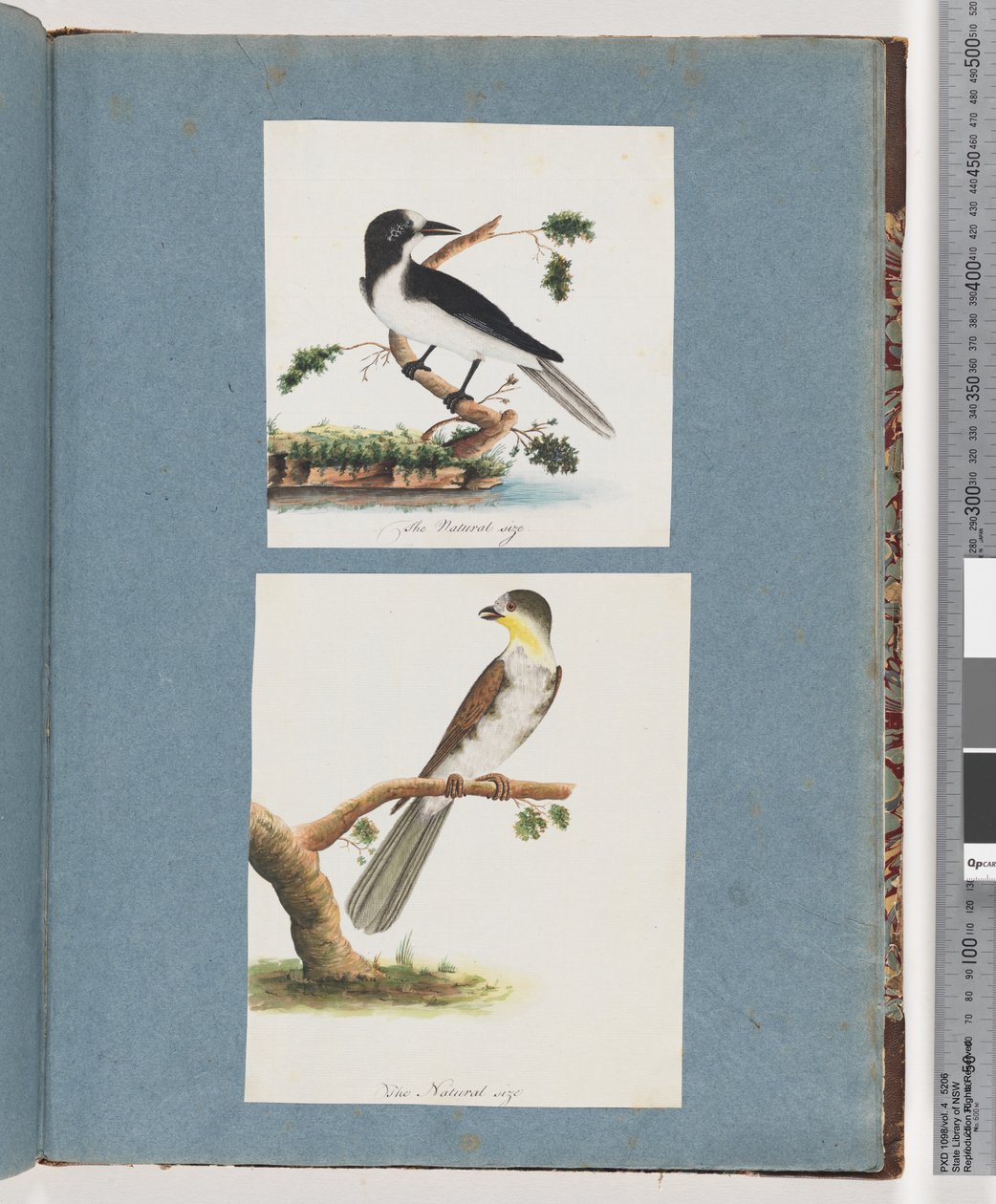 Page 135. Oiseau non identifié. 136. Oiseau non identifié - Unknown artist