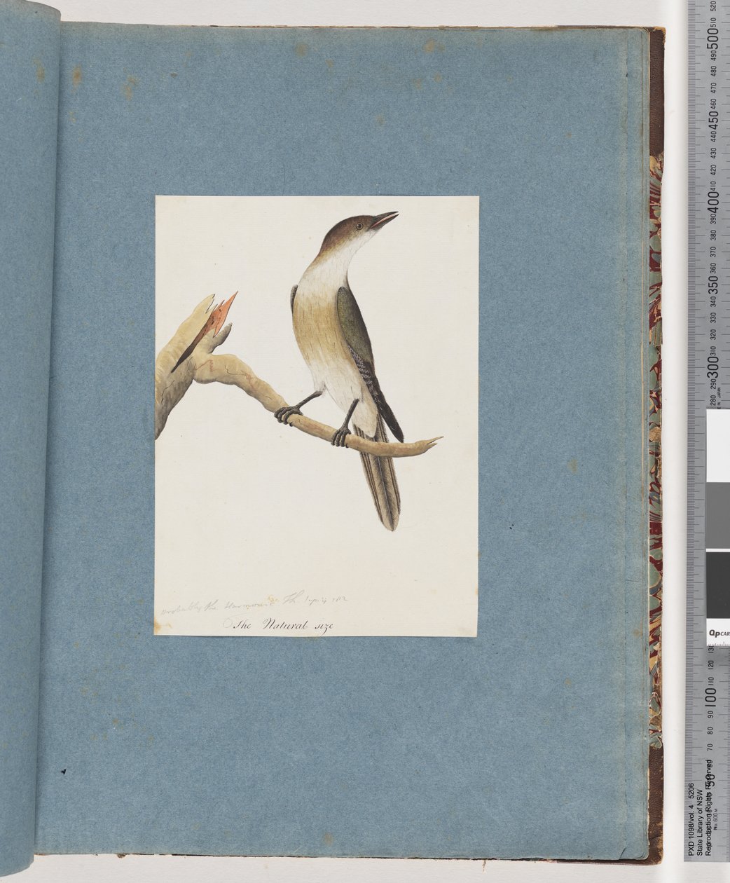 Page 137. Oiseau non identifié, peut-être la Grive harmonique - Unknown artist