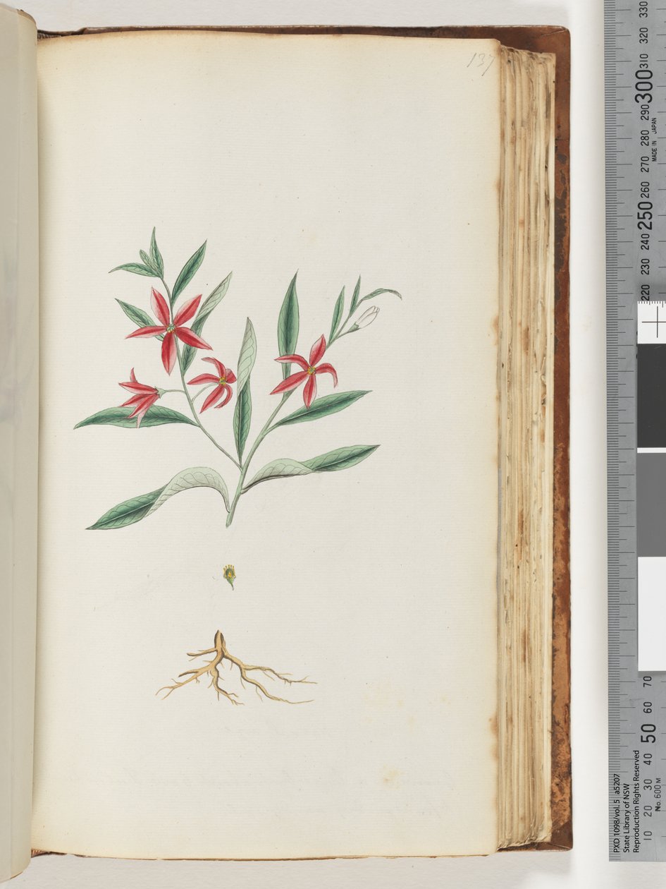 Page 137. Plante non identifiée - Unknown artist
