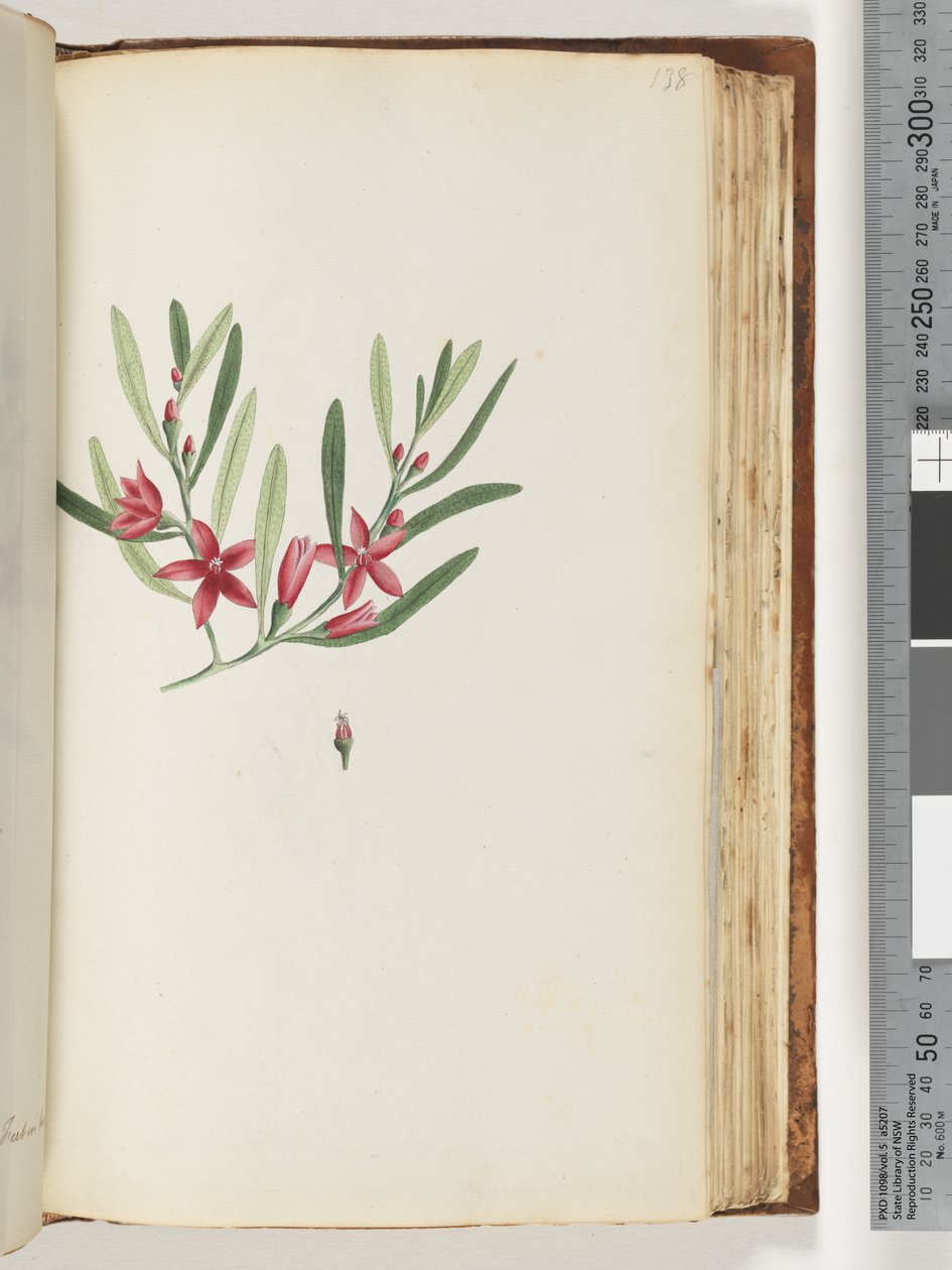 Page 138. Plante à fleurs et insecte non nommés - Unknown artist