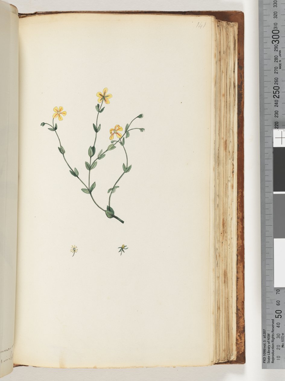 Page 141. Plante non identifiée - Unknown artist