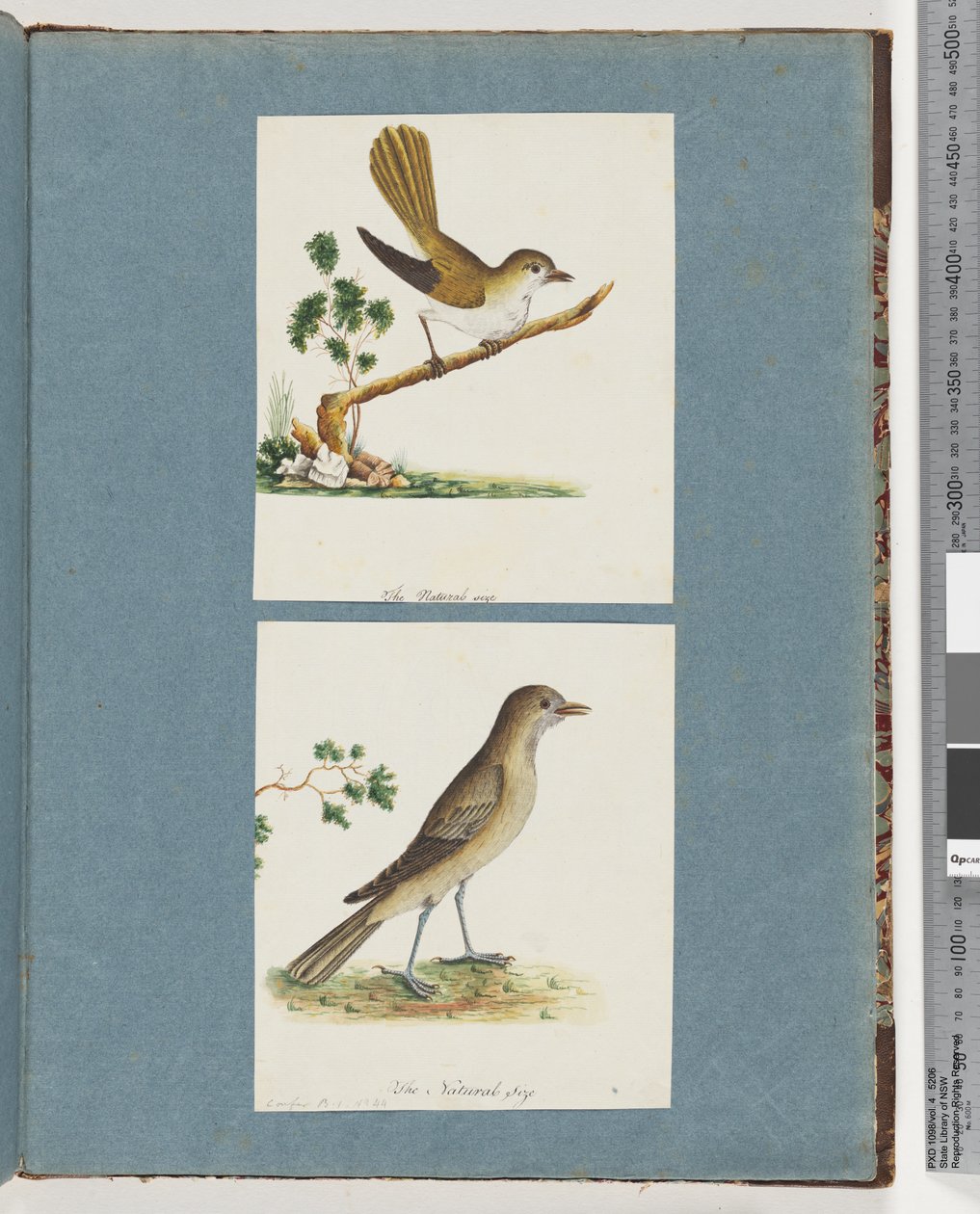 Page 142. Oiseau non identifié. 143. Oiseau non identifié - Unknown artist
