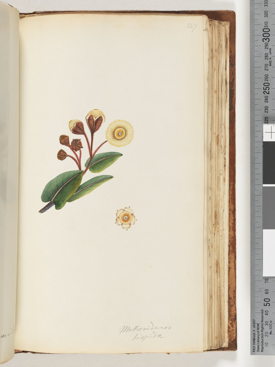 Page 147. Metrosideros hispida - Unknown artist
