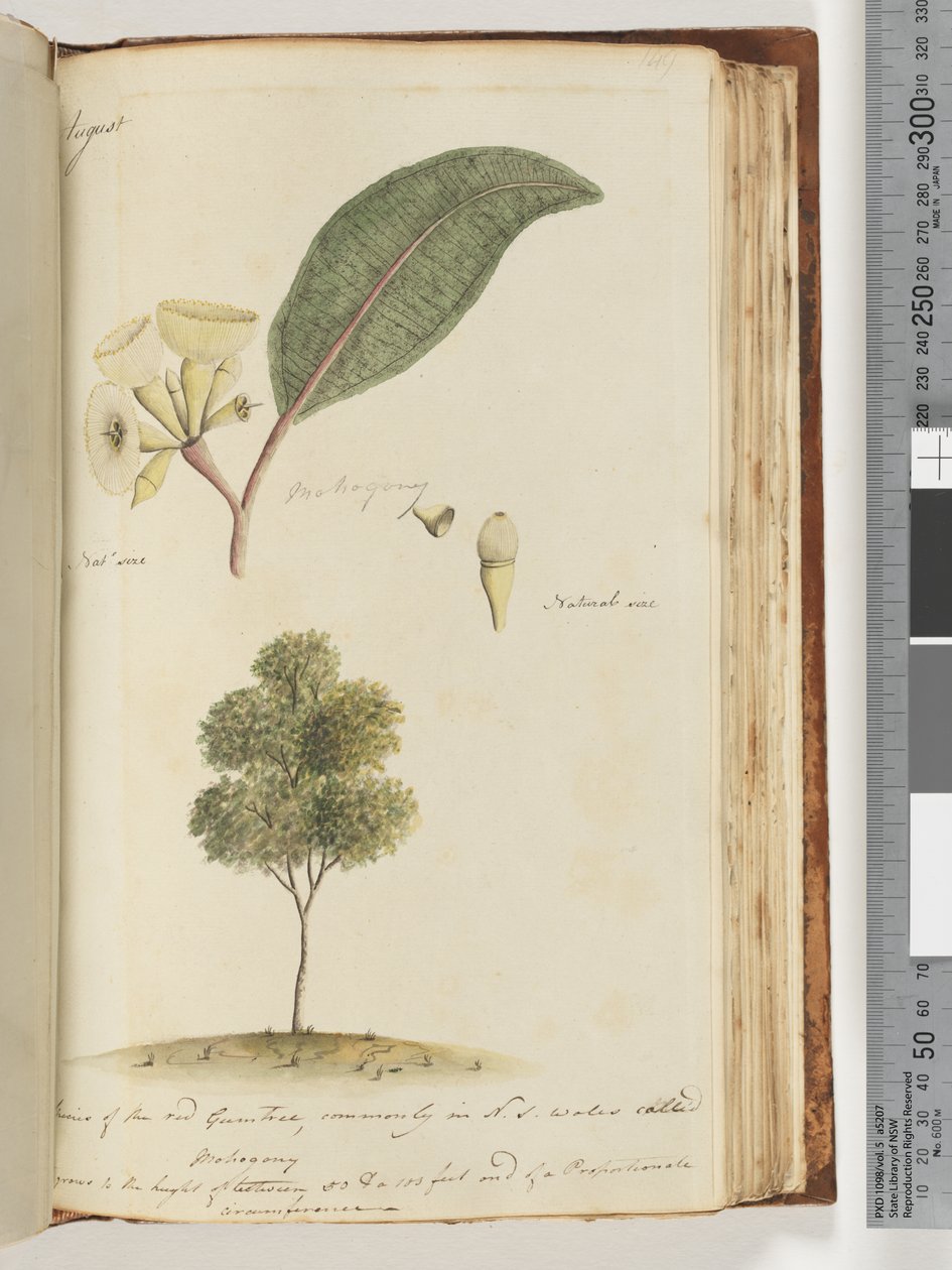 Page 149. Taille naturelle, une espèce de l