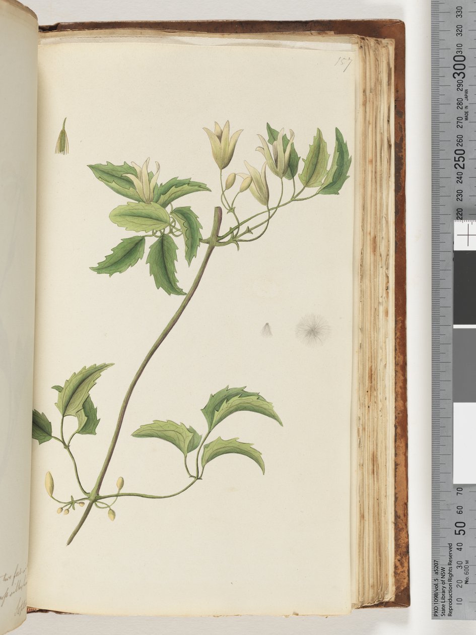 Plante non identifiée - Unknown artist