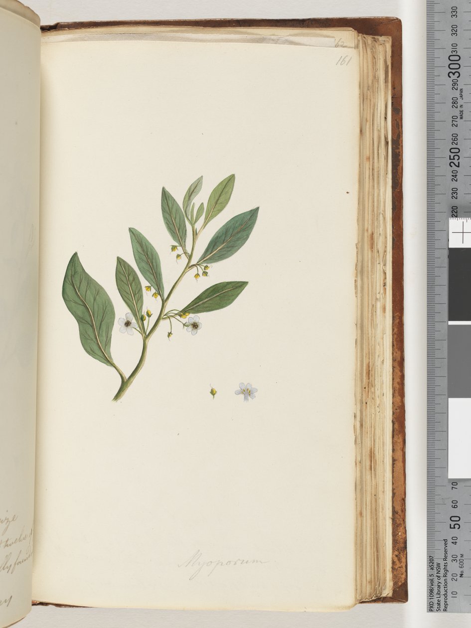 Page 161. Myoporum - Unknown artist