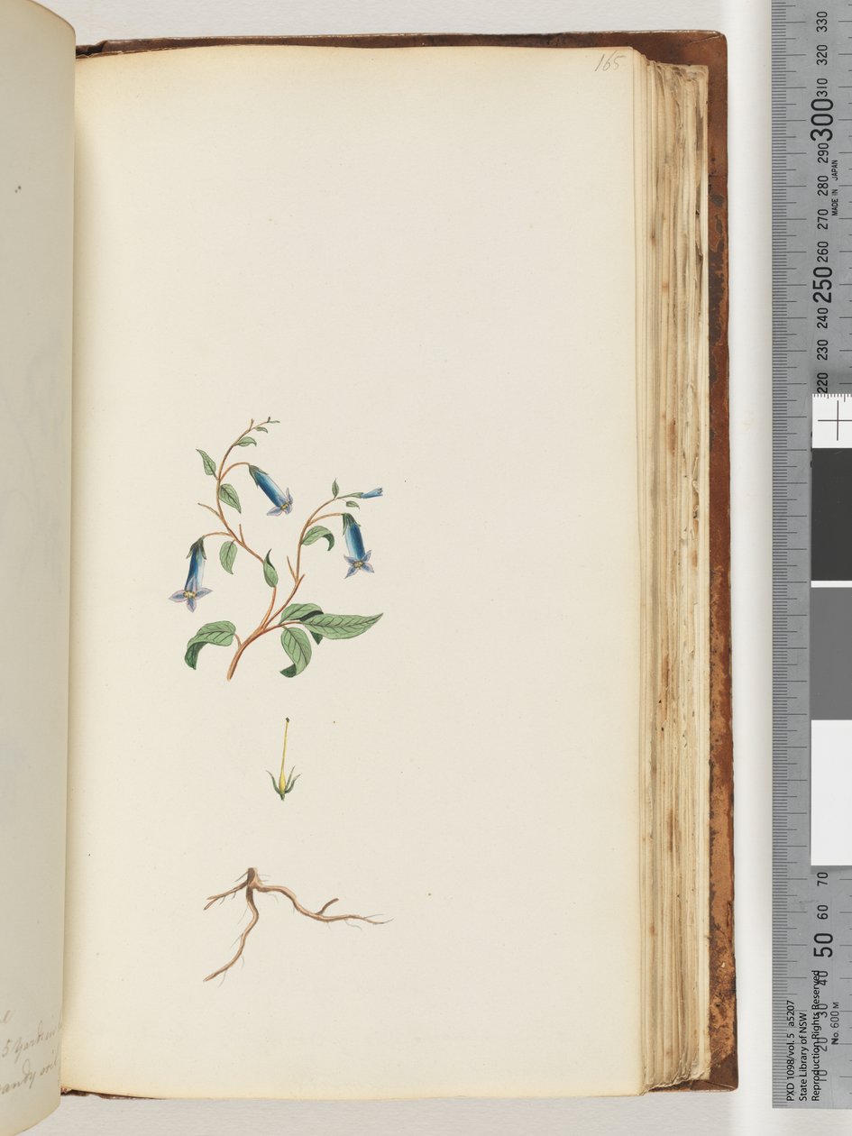 Page 165. Plante non identifiée - Unknown artist