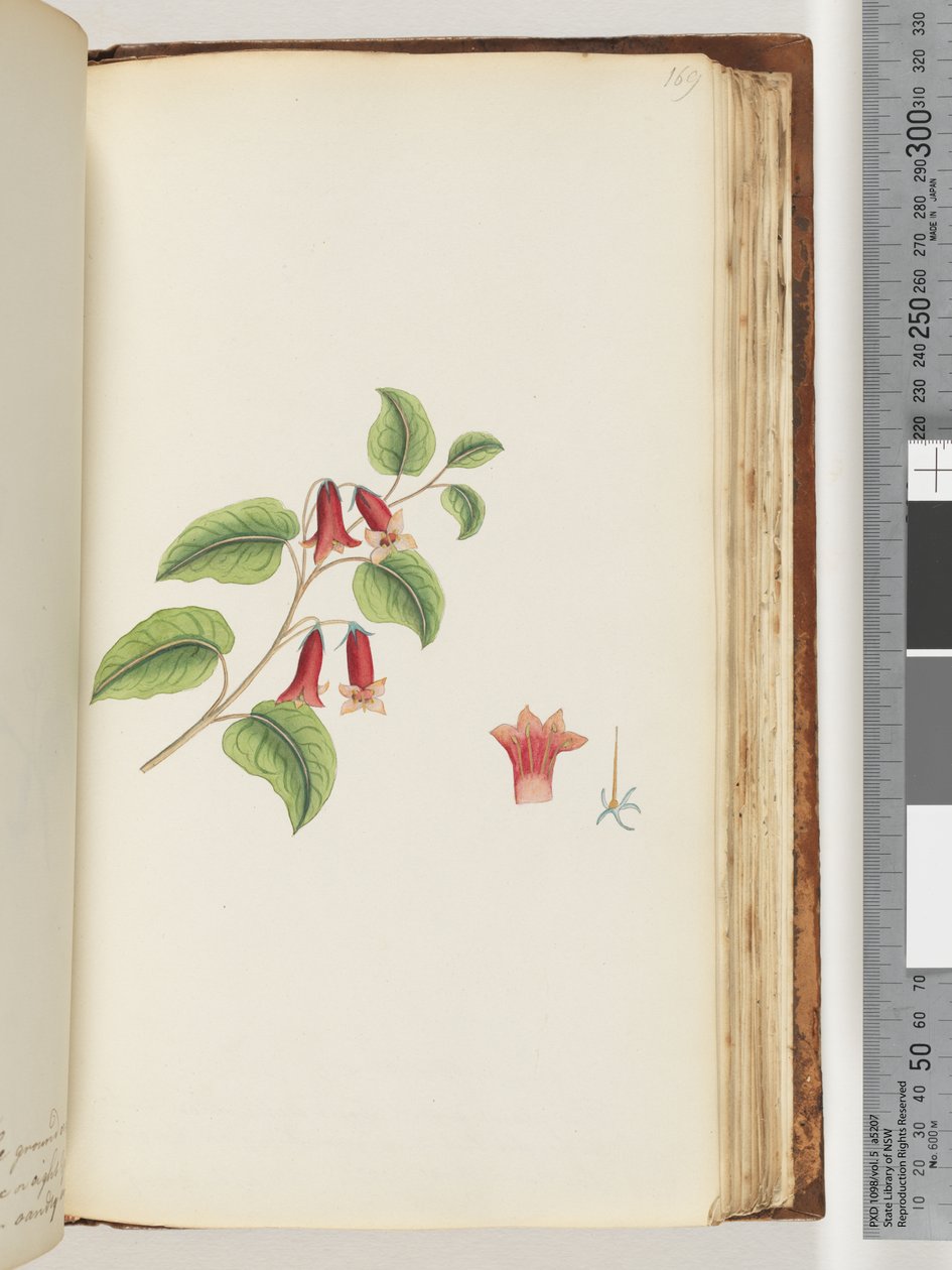 Page 169. Plante à fleurs sans nom - Unknown artist