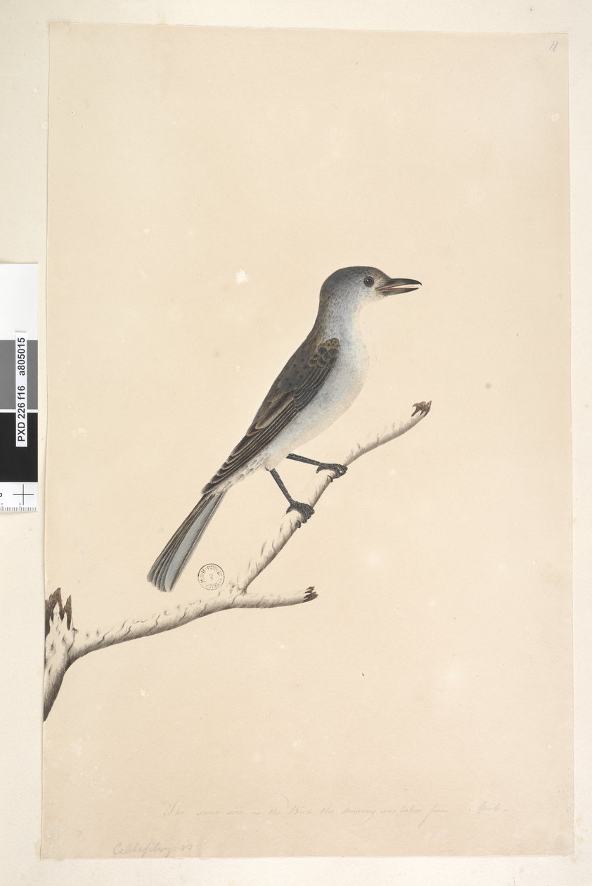 Page 16. Ceblephyris. Taille naturelle Grive musicienne Colluricincla harmonica, 1791-92 - Unknown artist