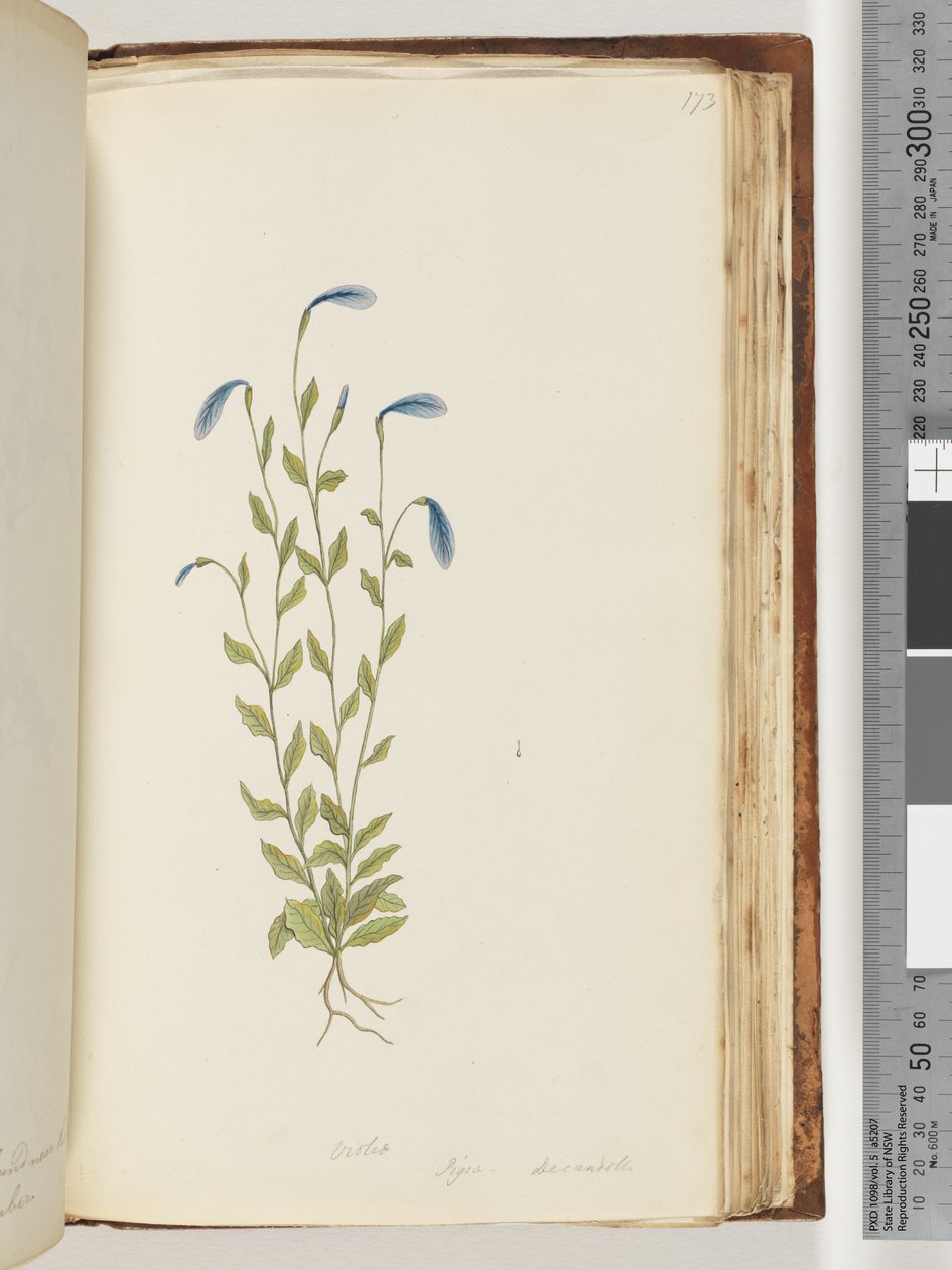 Page 173. Violette. Pigia, Decandolli - Unknown artist