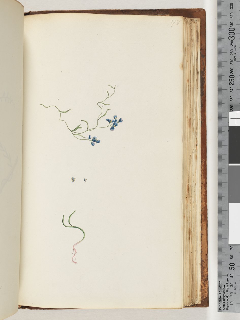 Page 178. Plante non identifiée - Unknown artist