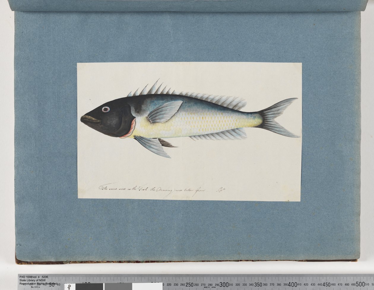 Page 17. Poisson non identifié - Unknown artist
