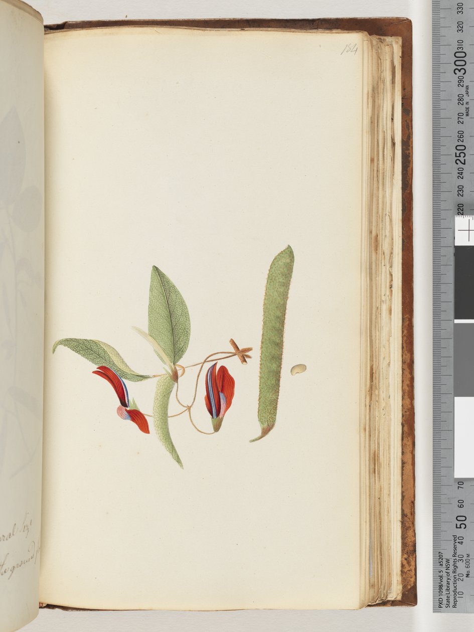 Page 184. Lianes ou Chèvrefeuilles - Unknown artist