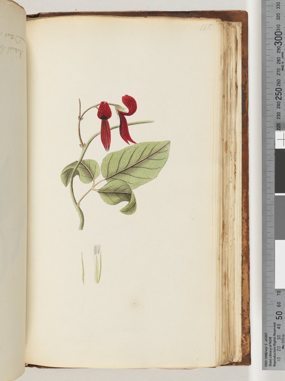 Page 185. Plante non identifiée - Unknown artist