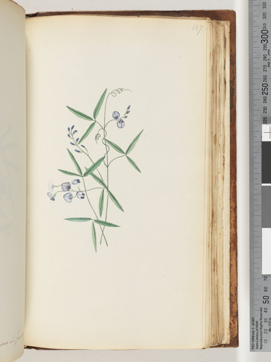Page 187. Plante non identifiée - Unknown