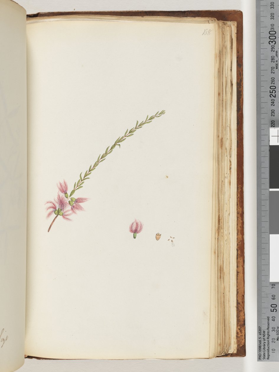 Page 188. Plante non identifiée - Unknown artist
