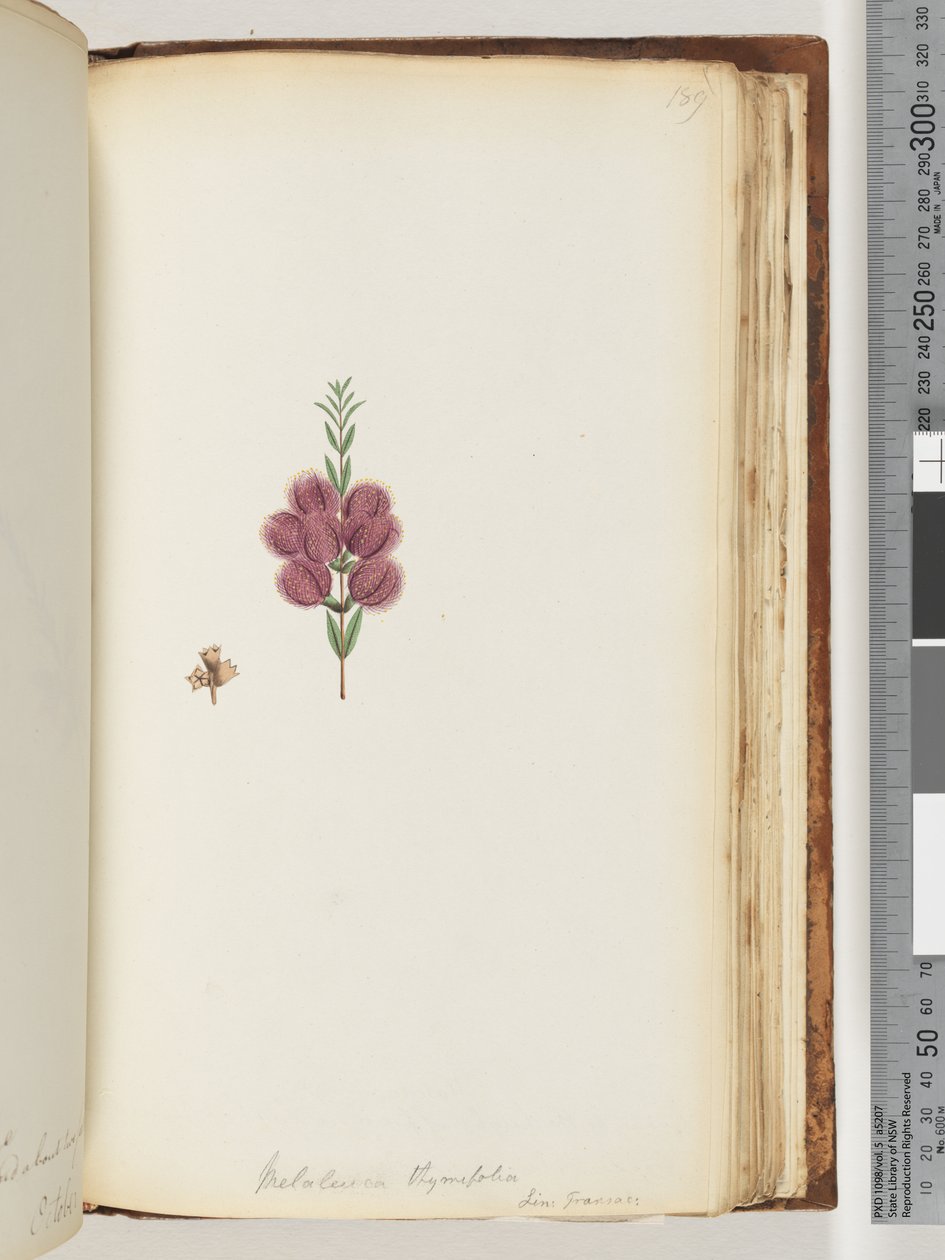 Page 189. Melaleuca thymifolia - Unknown artist