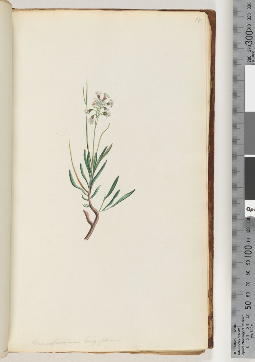 Page 18. Conospermum longifolium, graines de cône à longues feuilles - Unknown artist