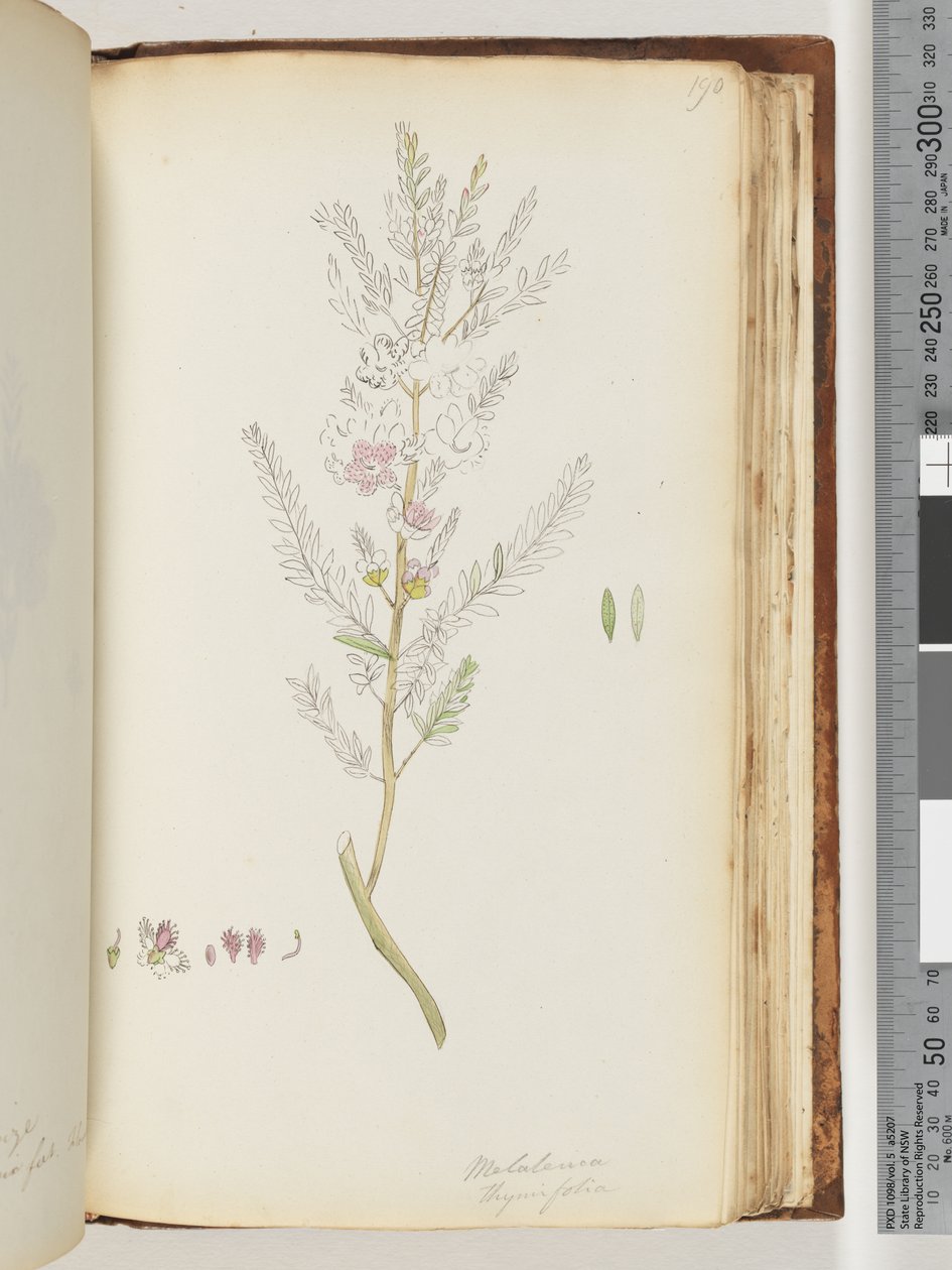 Page 190. Melaleuca thymifolia / Miel de thym, myrte - Unknown artist