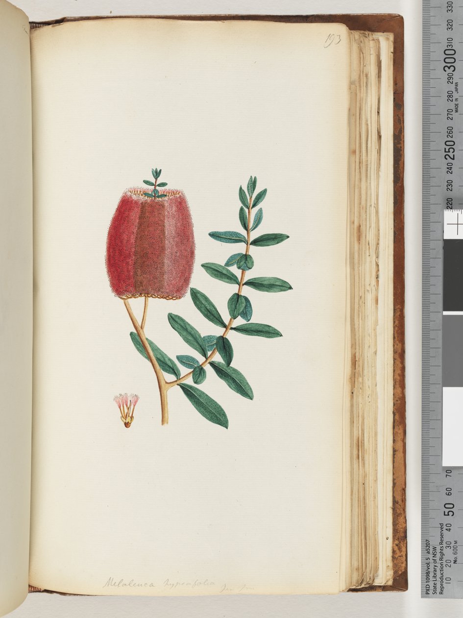 Page 193. Melaleuca hypecifolia / Myrte rouge - Unknown artist