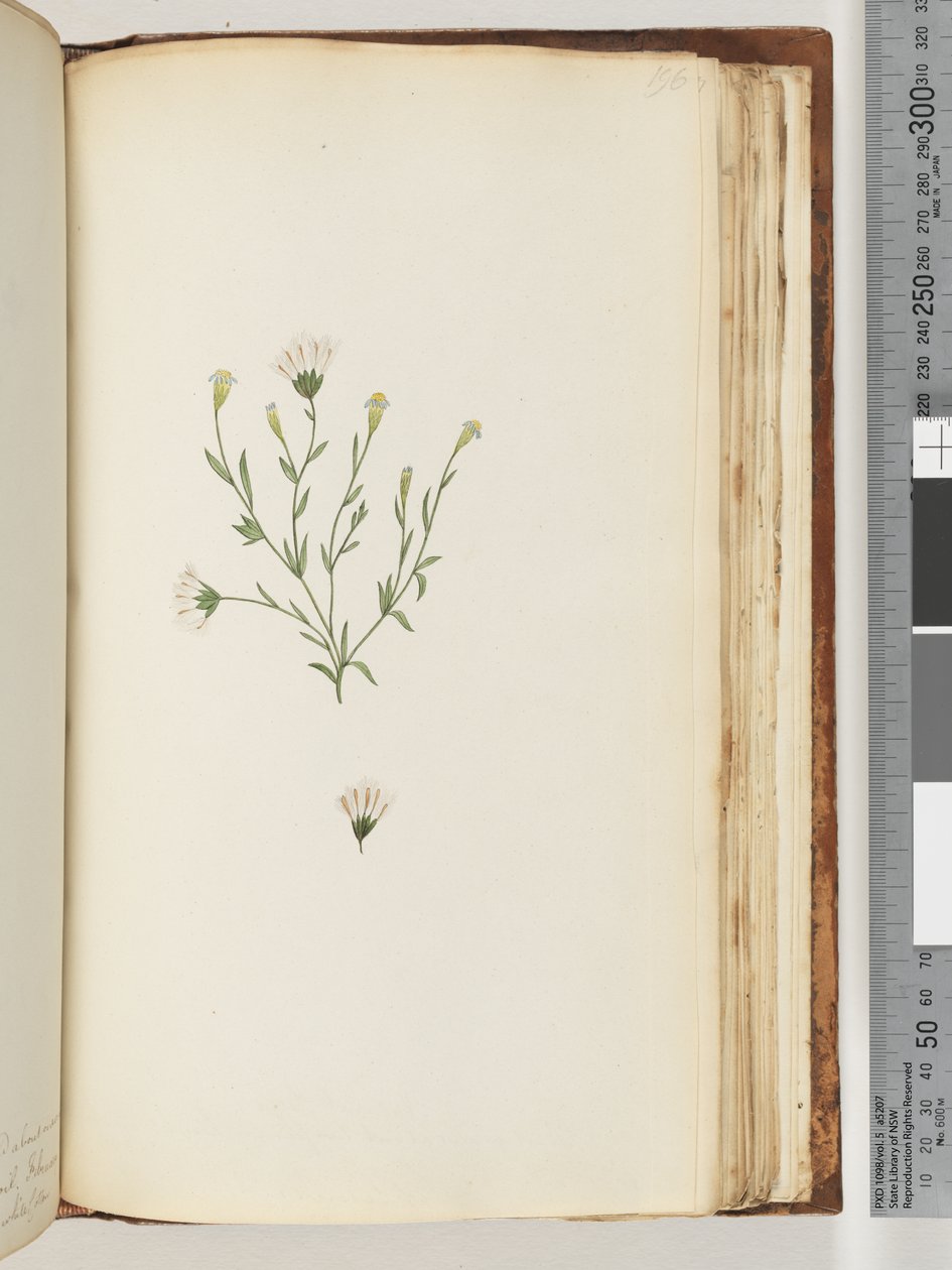 Page 196. Plante non identifiée - Unknown artist