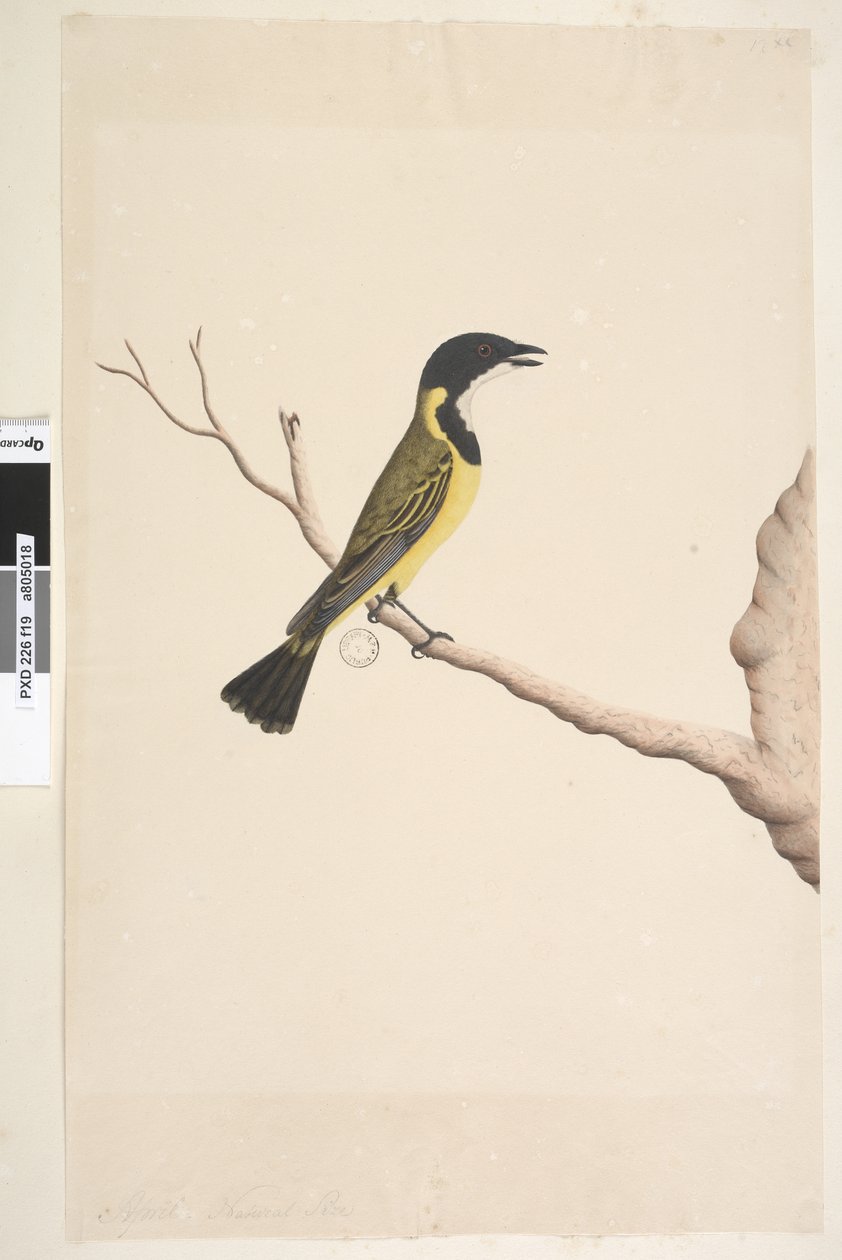 Page 19. Avril. taille naturelle Siffleur doré Pachycephala pectoralis, mâle, 1791-92 - Unknown artist