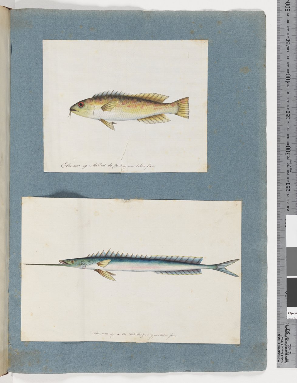Page 1. Poisson non identifié. 2. Poisson non identifié - Unknown artist