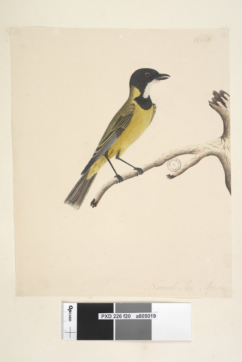 Page 20. Taille réelle. Avril Siffleur doré Pachycephala pectoralis, mâle, 1791-92 - Unknown artist