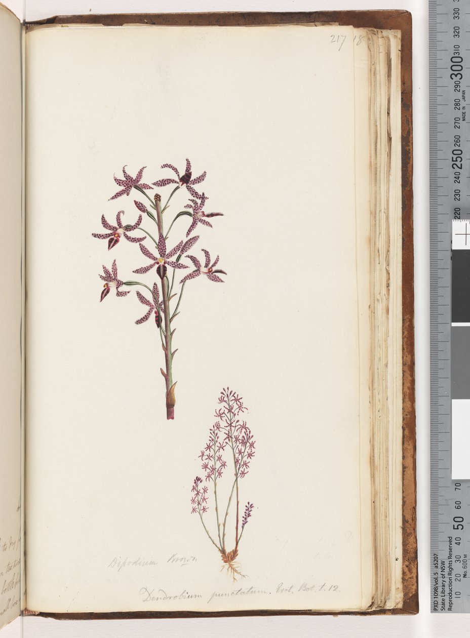 Page 217. Dipodium Brown / Dendrobium punctatum. Exot. Bot. t. 12. / Orchidée jacinthe - Unknown artist