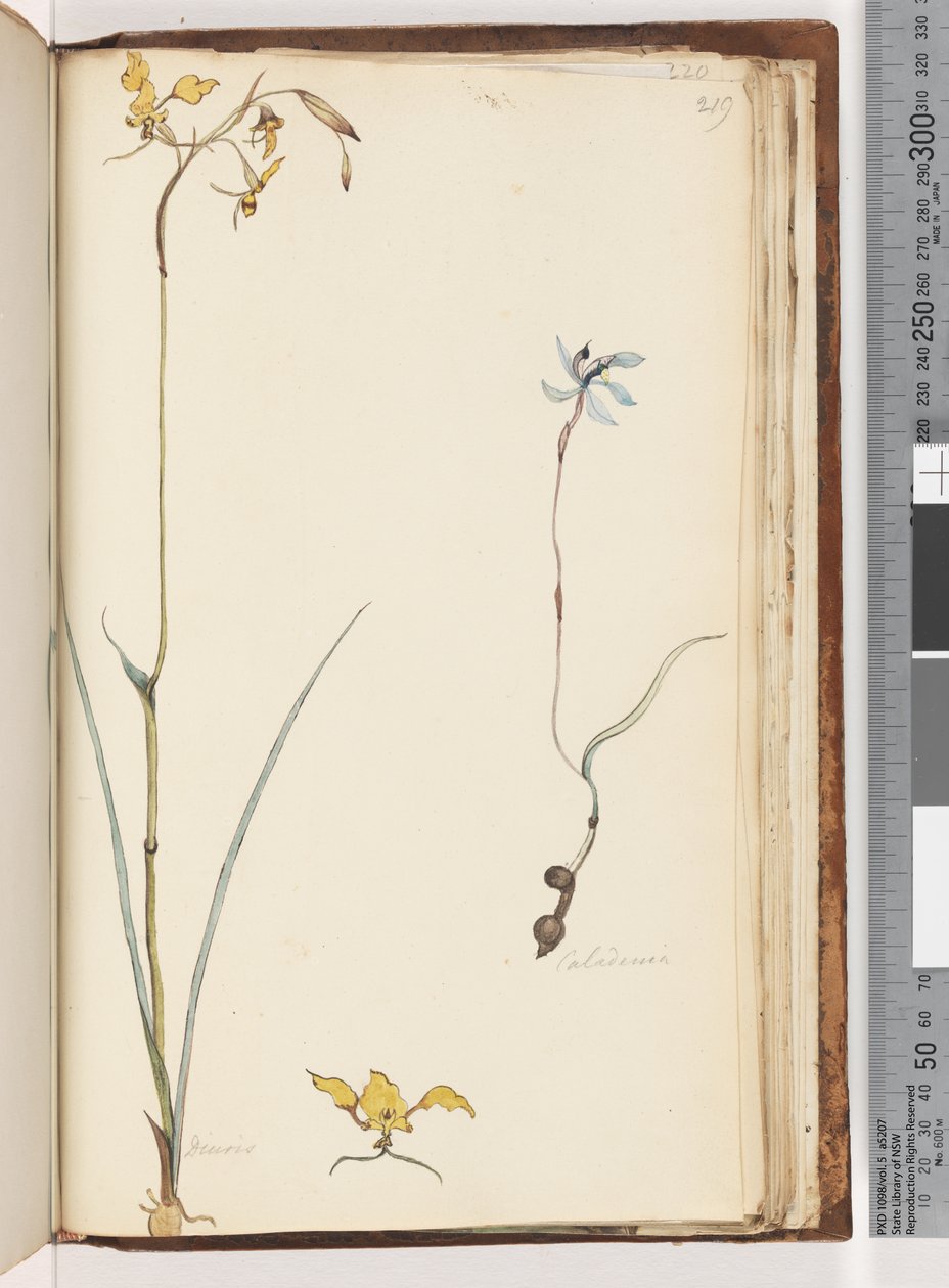 Page 219. Caladenia / Diuris deux plantes - Unknown artist