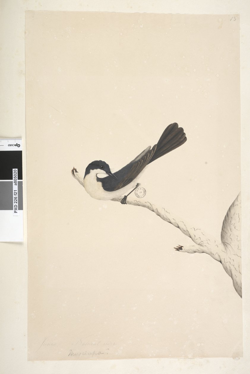 Page 21. Musciopa. Taille naturelle Moucherolle inquiet Myiagra inquieta Seisura inquieta, 1791-92 - Unknown artist