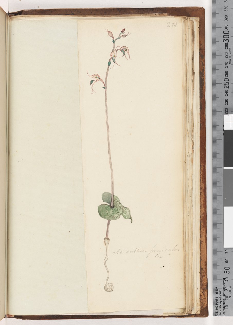 Page 221. Acianthus fornicatus Br / Pixie Caps - Unknown artist