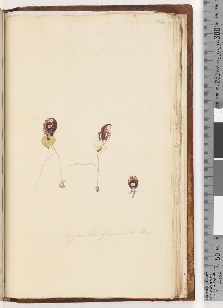 Page 226. Corysanthes fimbriata Br / Orchidée casque frangé - Unknown artist