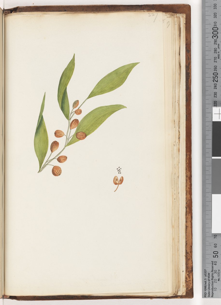 Page 227. Plante non identifiée - Unknown