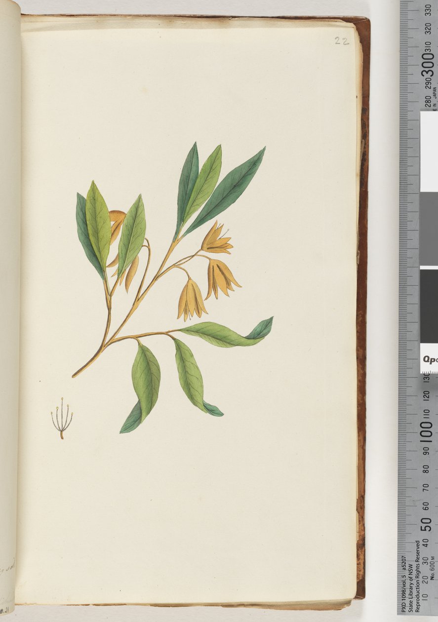 Page 22. Plante non identifiée - Unknown artist
