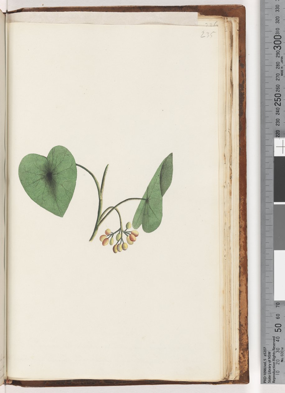 Page 235. Plante non identifiée - Unknown artist