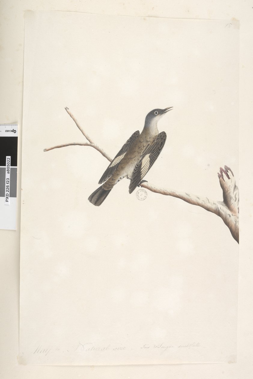 Page 23. Mai, taille naturelle, iris et langue douteux Brown Tree, Creeper Climacterus picumnus, 1791-92 - Unknown artist