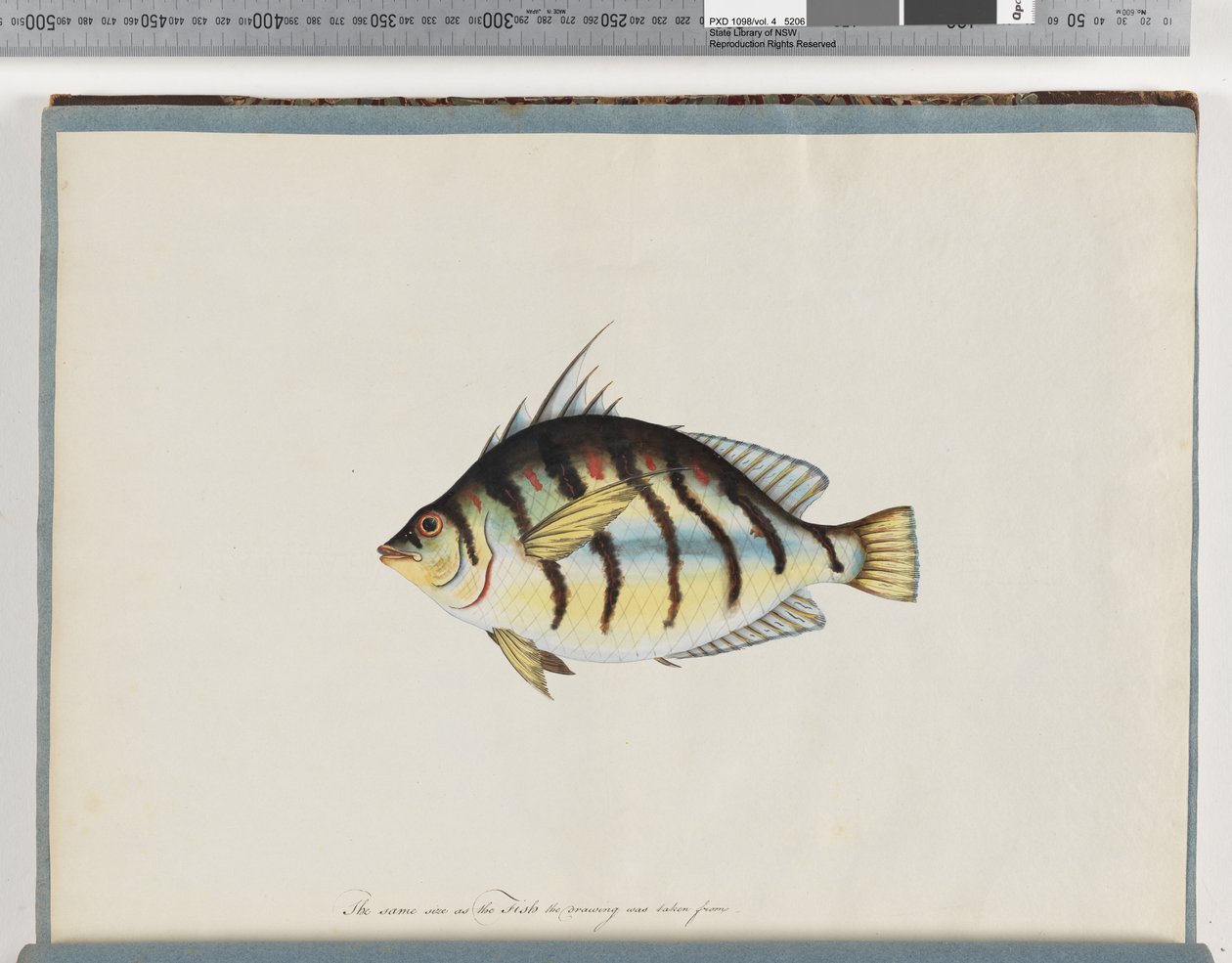 Page 23. Poisson non identifié - Unknown artist