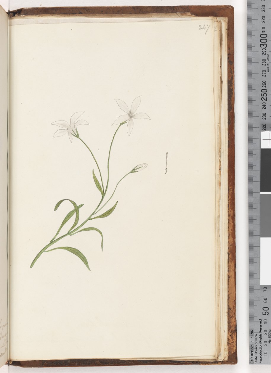 Page 247. Plante non identifiée - Unknown artist