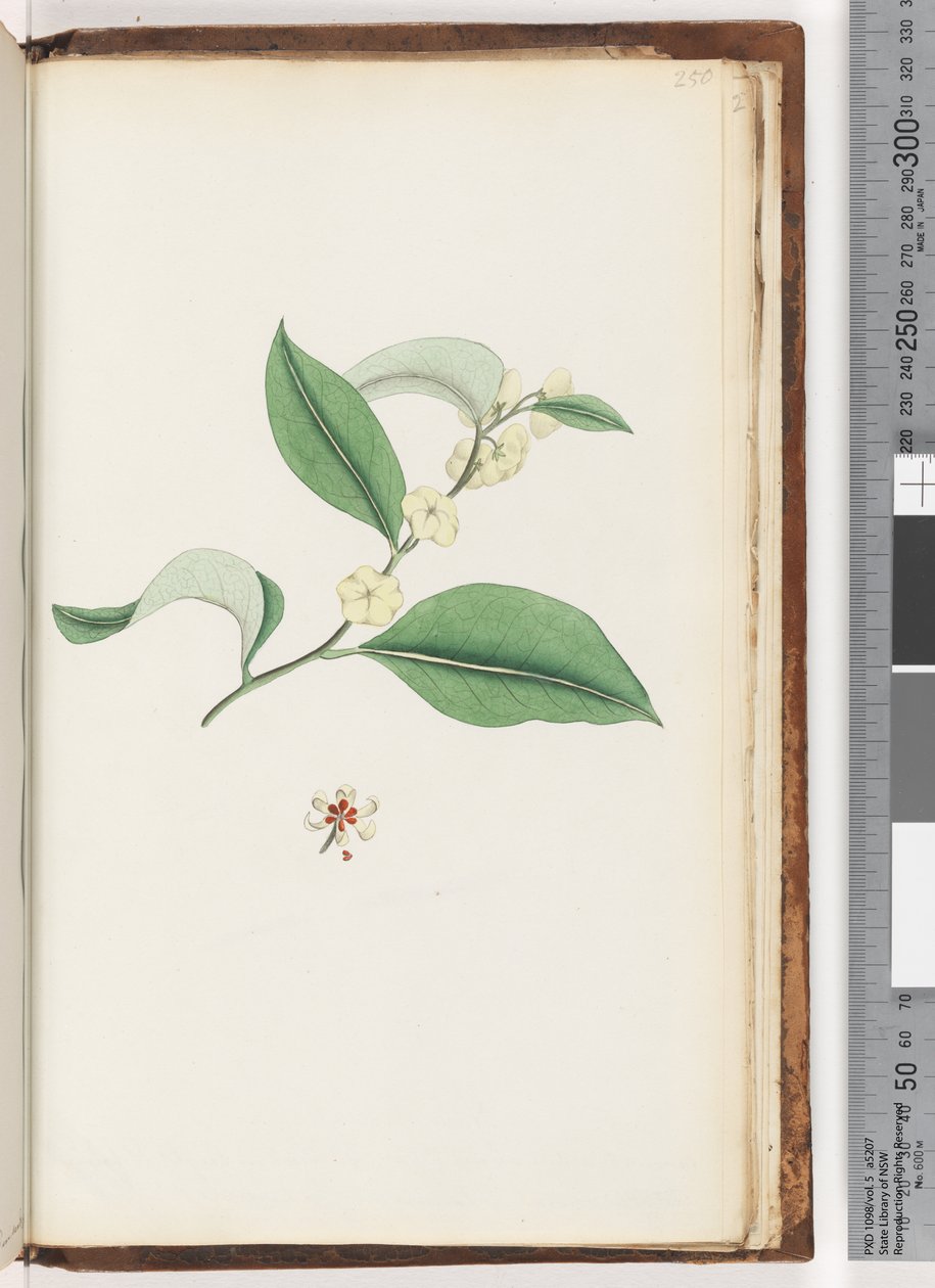 Page 250. Arbre sans nom - Unknown artist