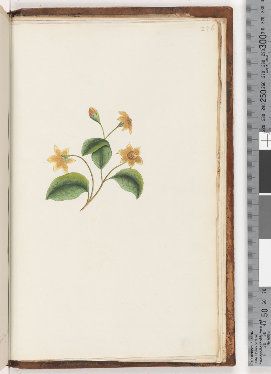 Page 256. Plante non identifiée - Unknown