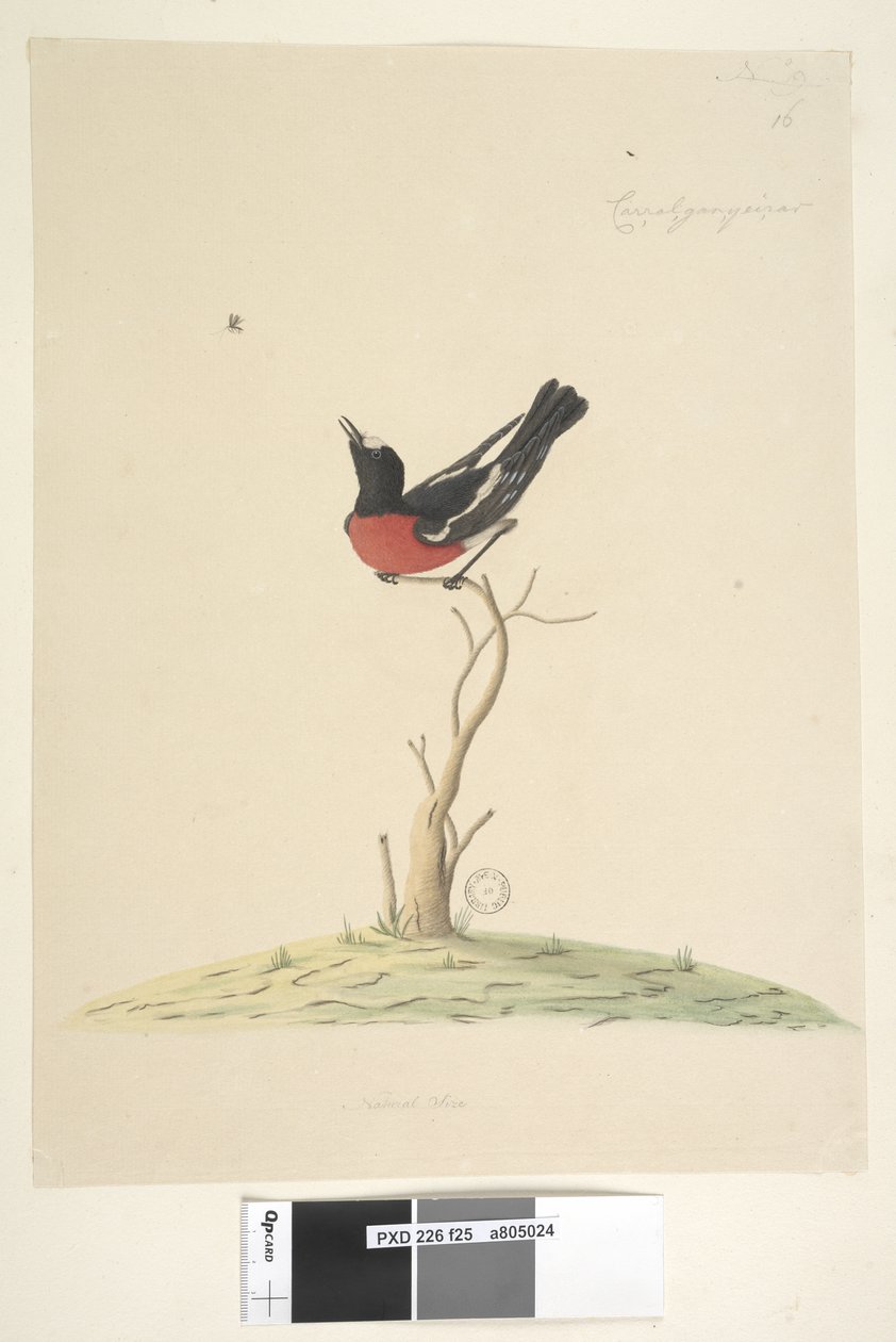 Page 25. Car,ral,gar,yei,sar, taille naturelle Rouge-gorge écarlate, mâle Petroica multicolor, N.S.W., 1791-92 - Unknown artist